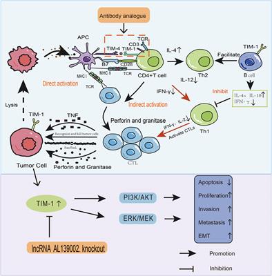 Role of TIM-1 in the development and treatment of tumours